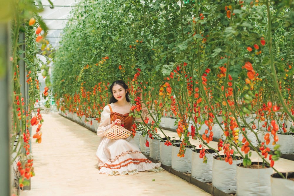 Không gian ngập tràn sắc xanh đỏ của vườn dâu